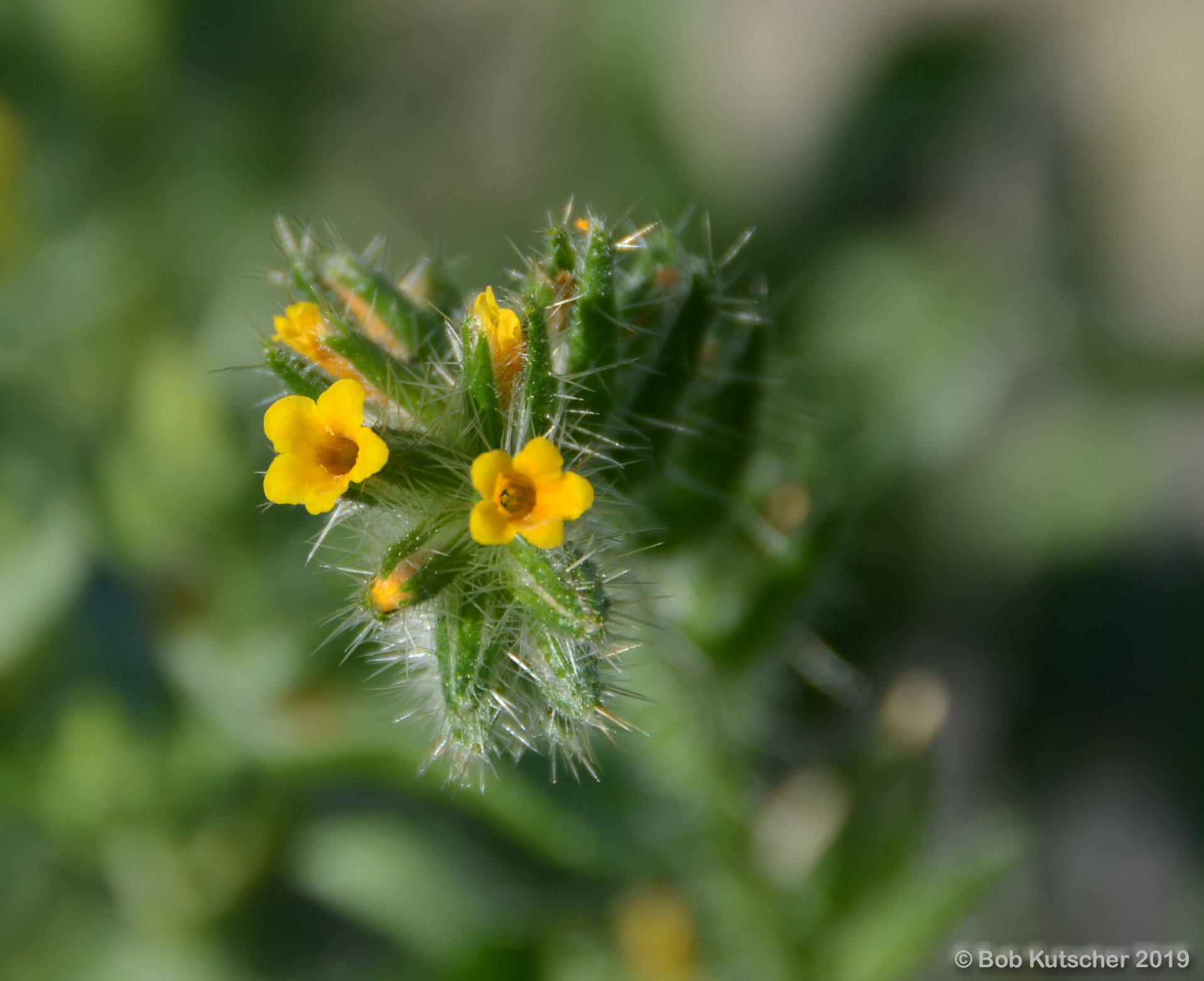 Borrego Springs, CA Superbloom 2019